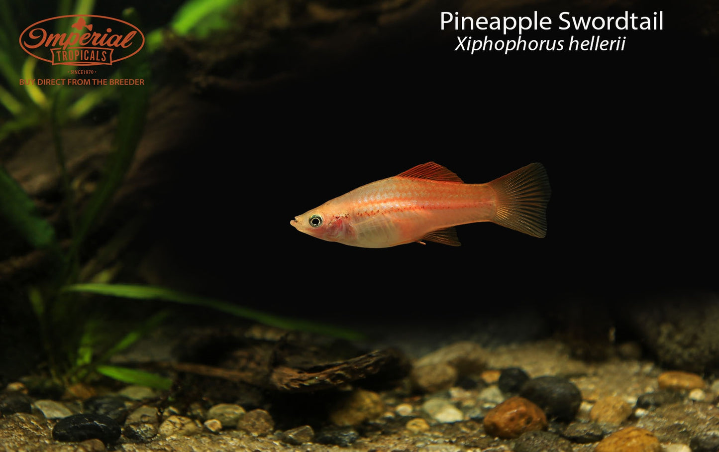 Pineapple Swordtail