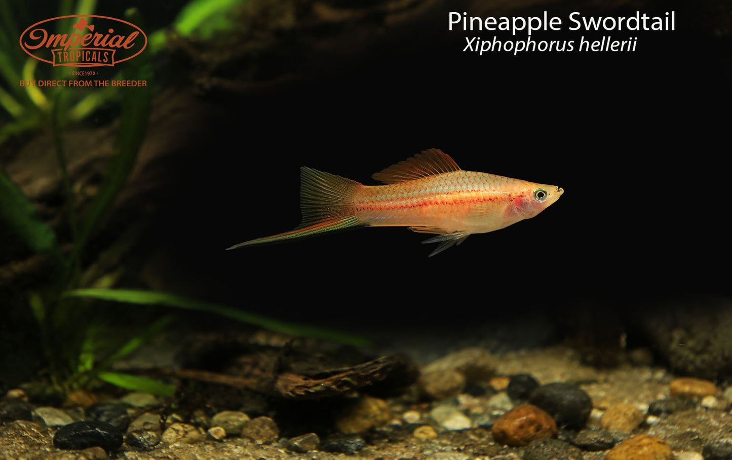 Pineapple Swordtail
