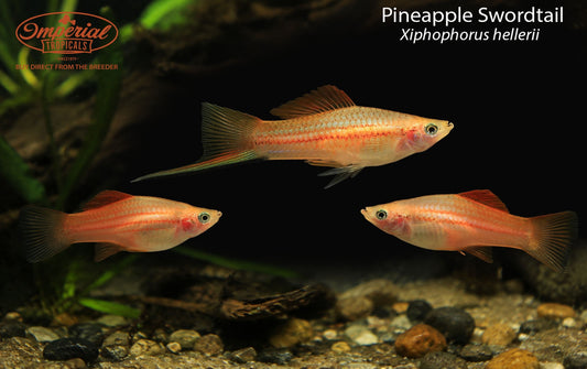 Pineapple Swordtail