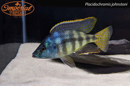 Placidochromis johnstoni