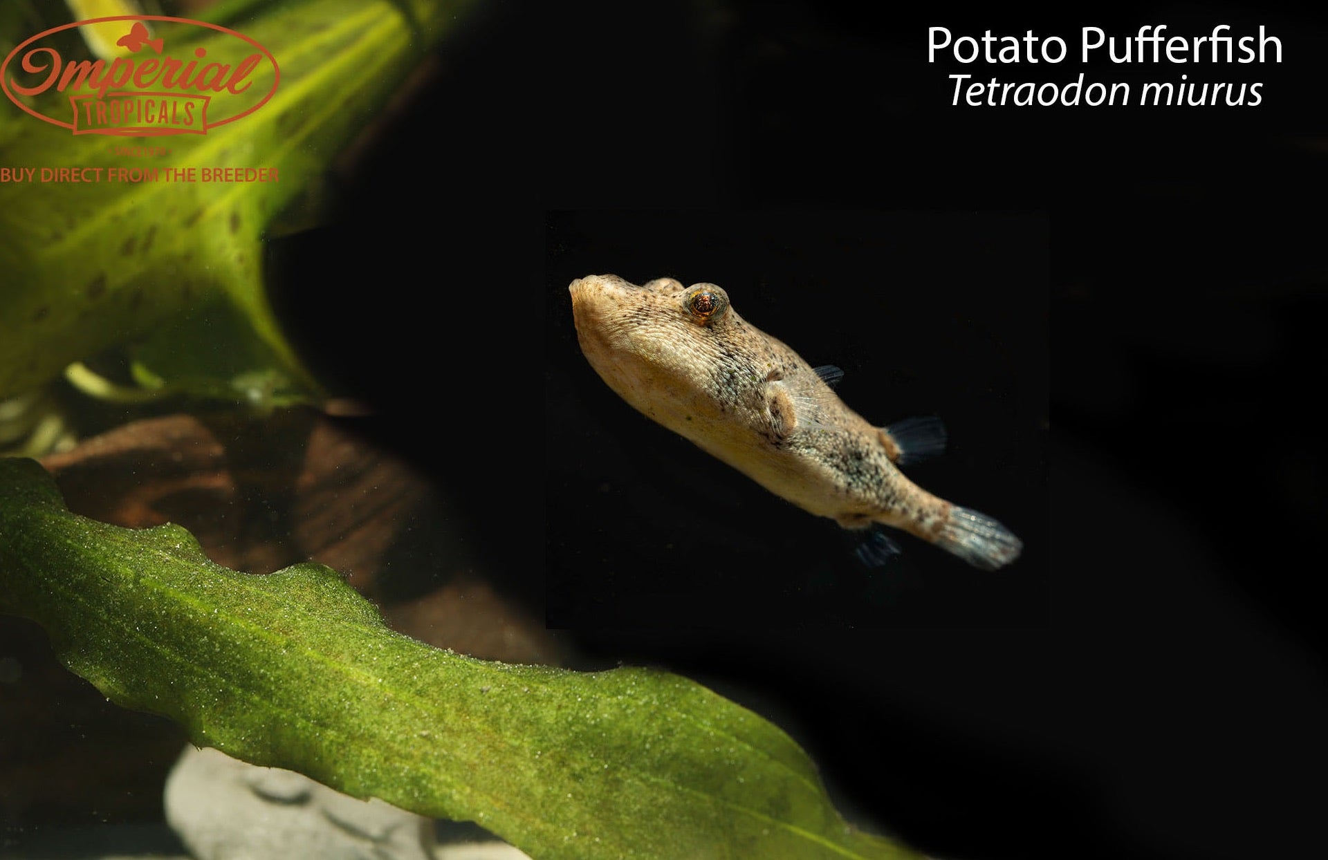 Poton Fish Potato Pufferfish (Tetraodon miurus) – Imperial Tropicals