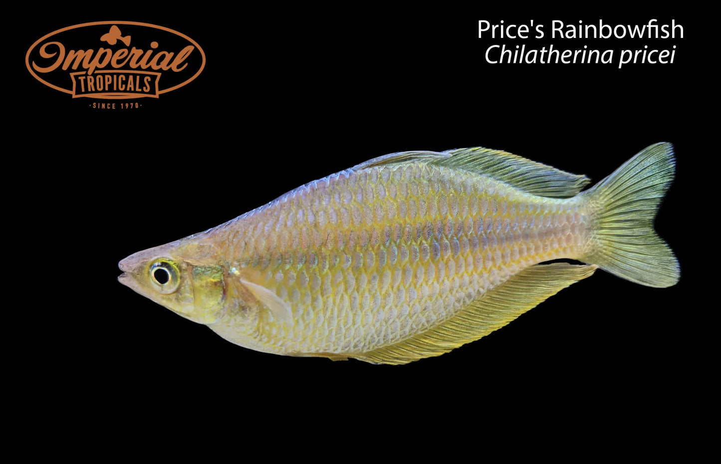 BOGO Price's Rainbowfish
