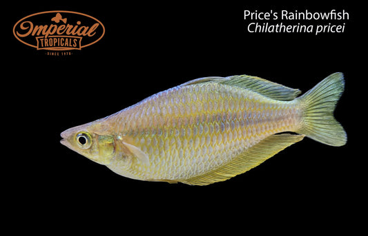 BOGO Price's Rainbowfish