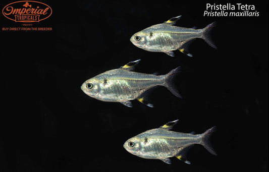 Pristella Tetra