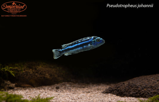 Pseudotropheus johannii