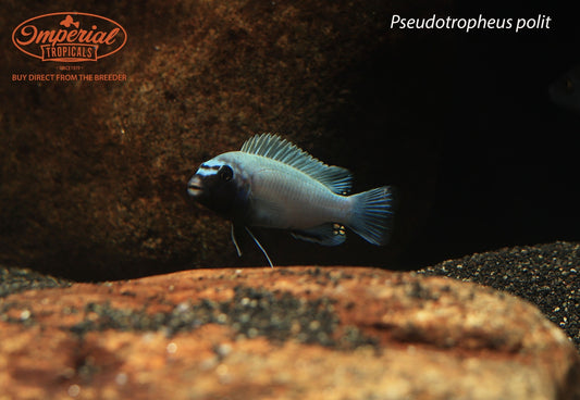 Pseudotropheus polit
