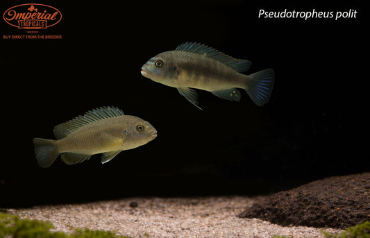 Pseudotropheus polit