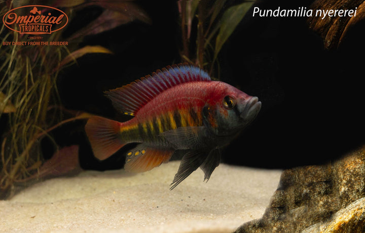Lake Victoria cichlids – Imperial Tropicals