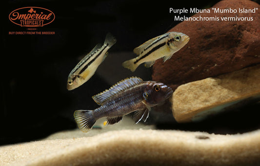 Purple Mbuna "Mumbo Island"