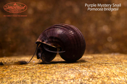 BOGO Purple Mystery Snail
