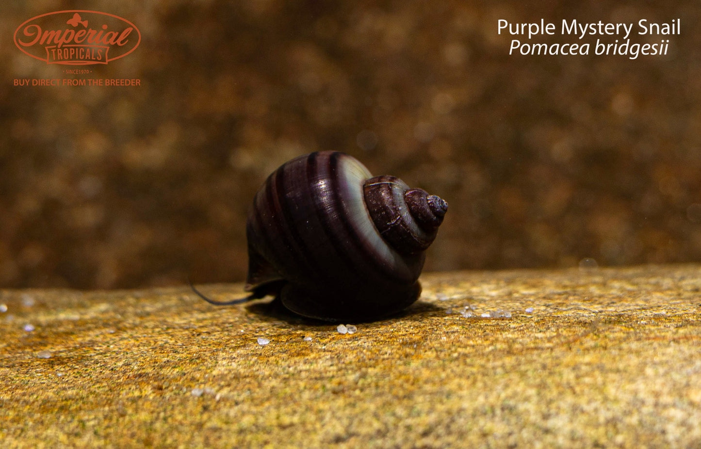 Purple Mystery Snail