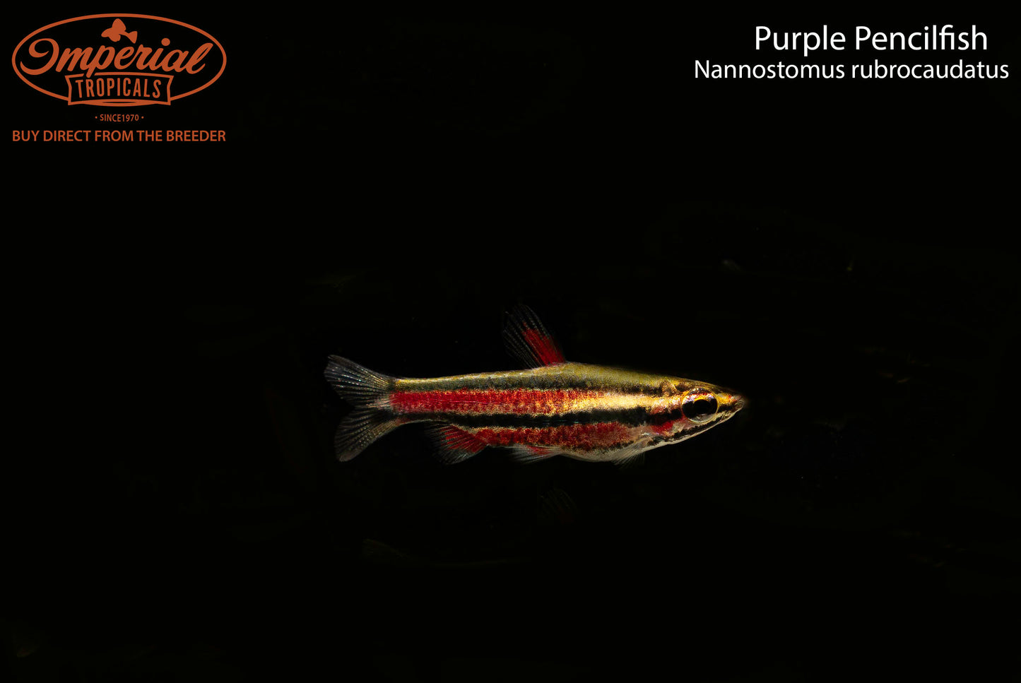 Purple Pencilfish