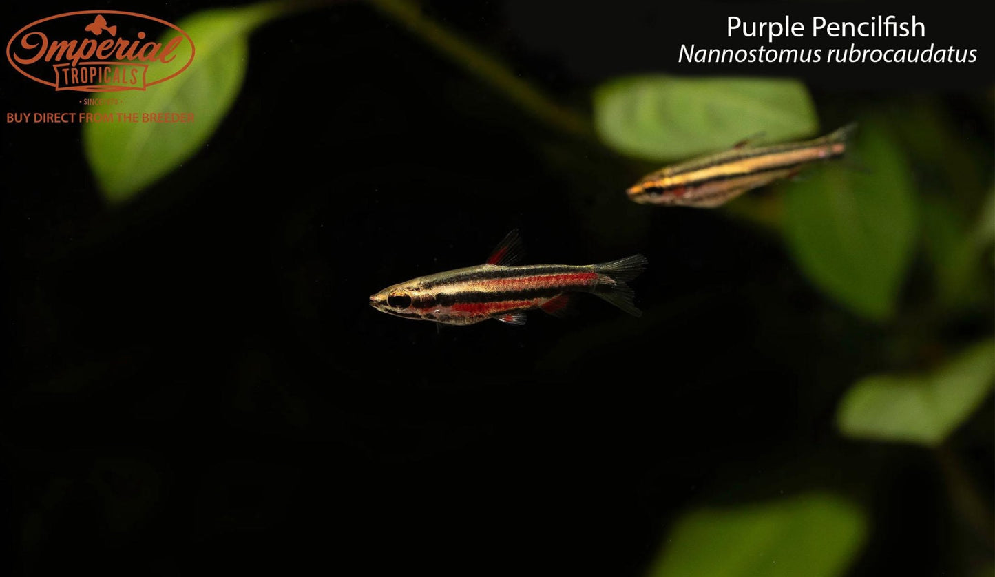 Purple Pencilfish