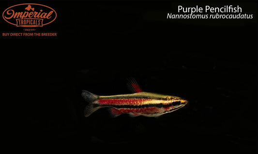 Purple Pencilfish