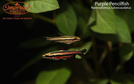 Purple Pencilfish