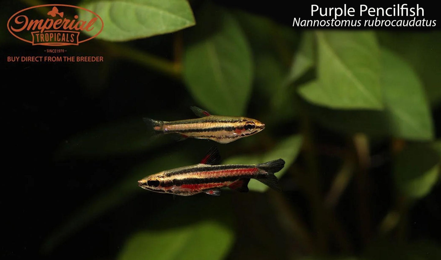 Purple Pencilfish