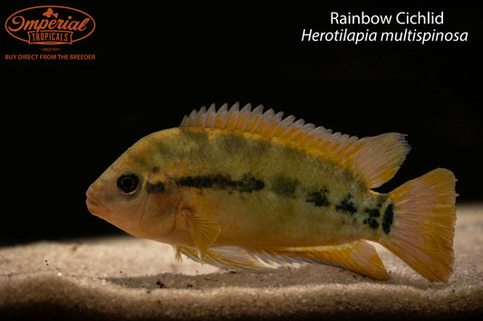 Rainbow Cichlid