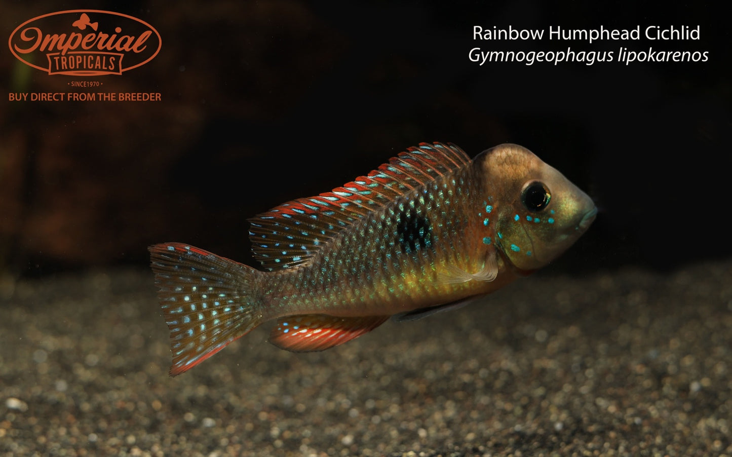 Rainbow Humphead Cichlid (Gymnogeophagus lipokarenos)
