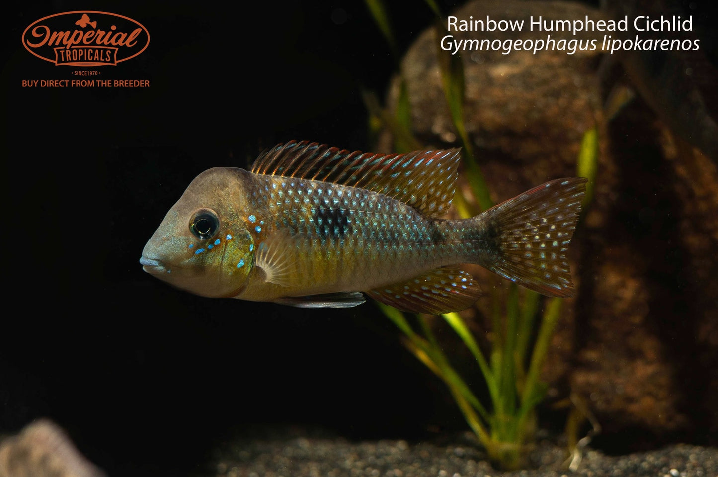Rainbow Humphead Cichlid (Gymnogeophagus lipokarenos)