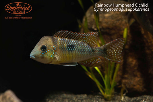 Rainbow Humphead Cichlid (Gymnogeophagus lipokarenos)