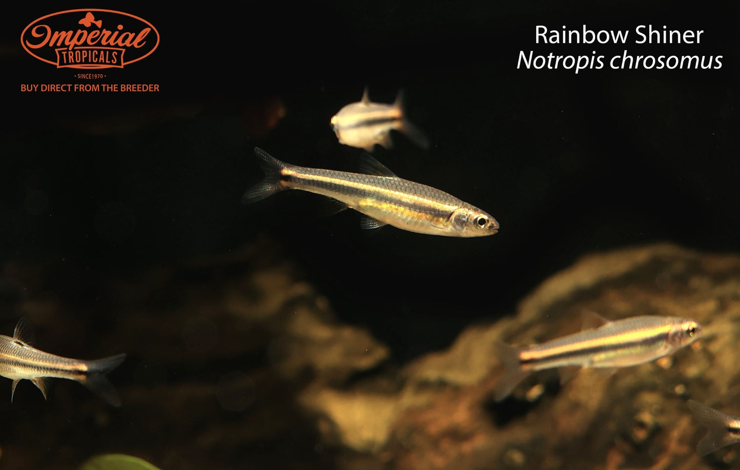 Rainbow Shiner