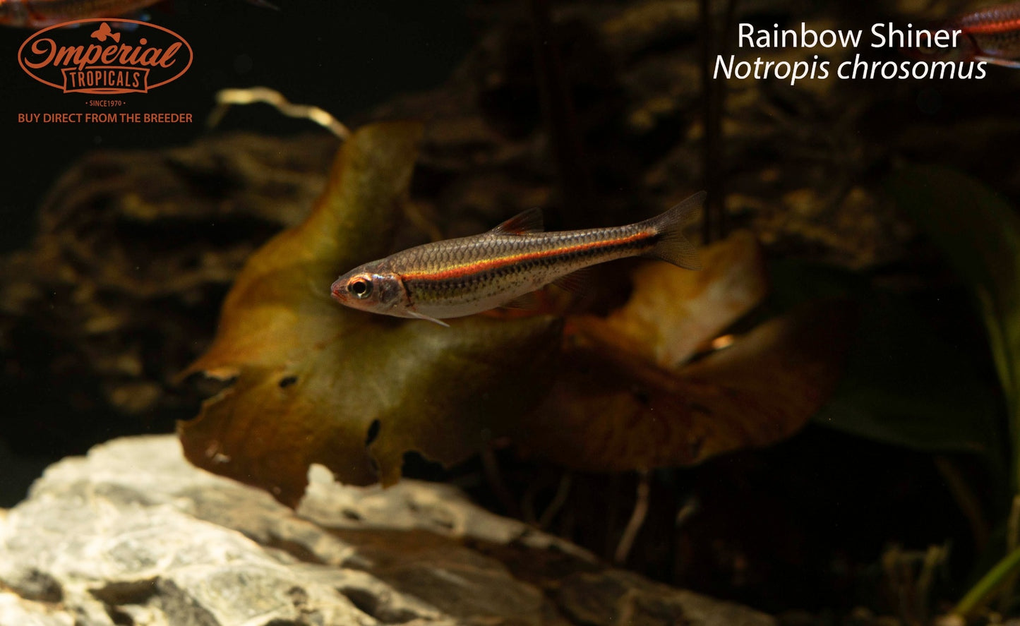 Rainbow Shiner