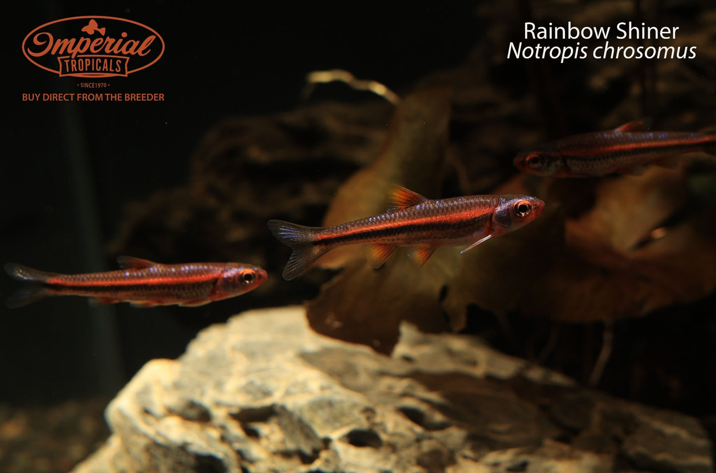 Rainbow Shiner