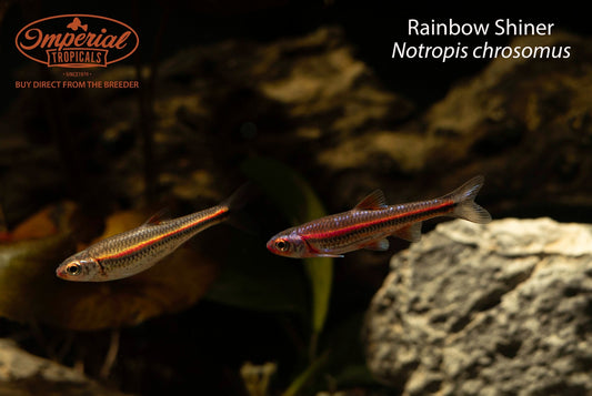 Rainbow Shiner