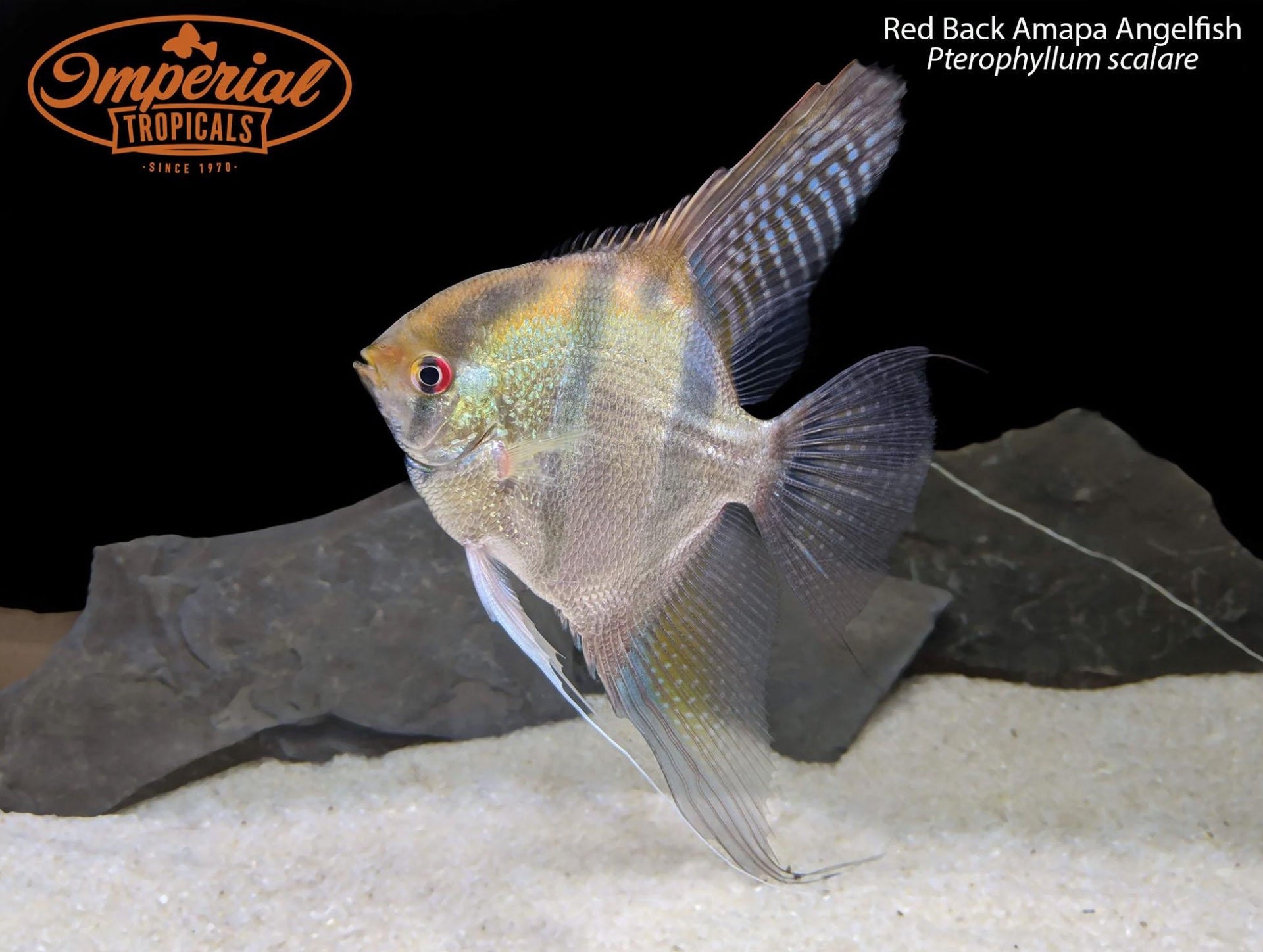 Red Back Amapa Angelfish (Pterophyllum scalare) - shop Imperial Tropicals