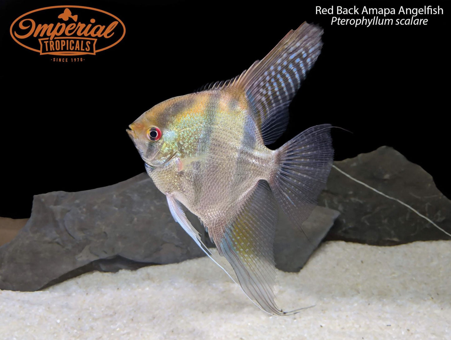 Red Back Amapa Angelfish