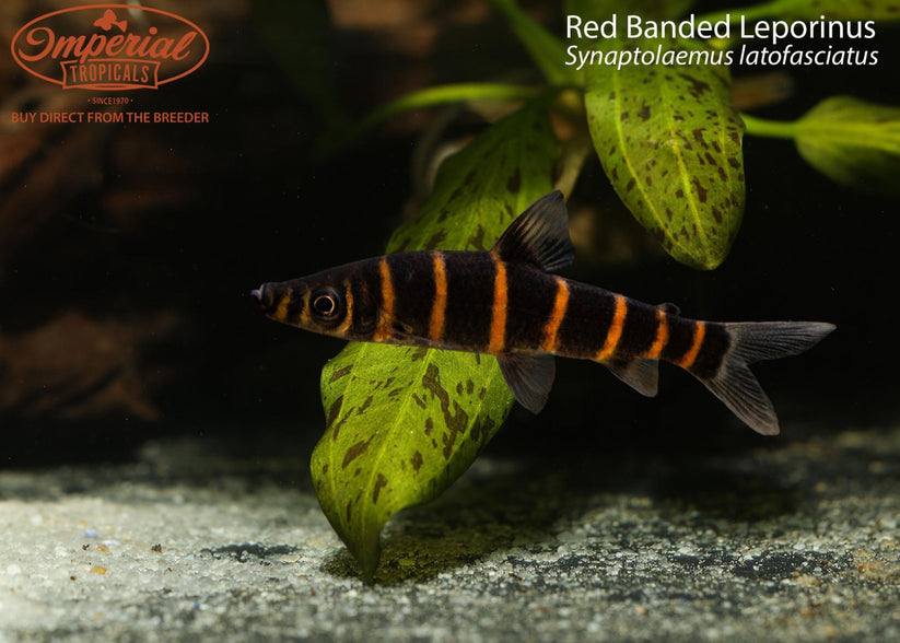 Red Banded Leporinus – Imperial Tropicals