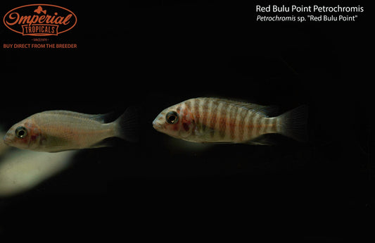 Red Bulu Point Petrochromis