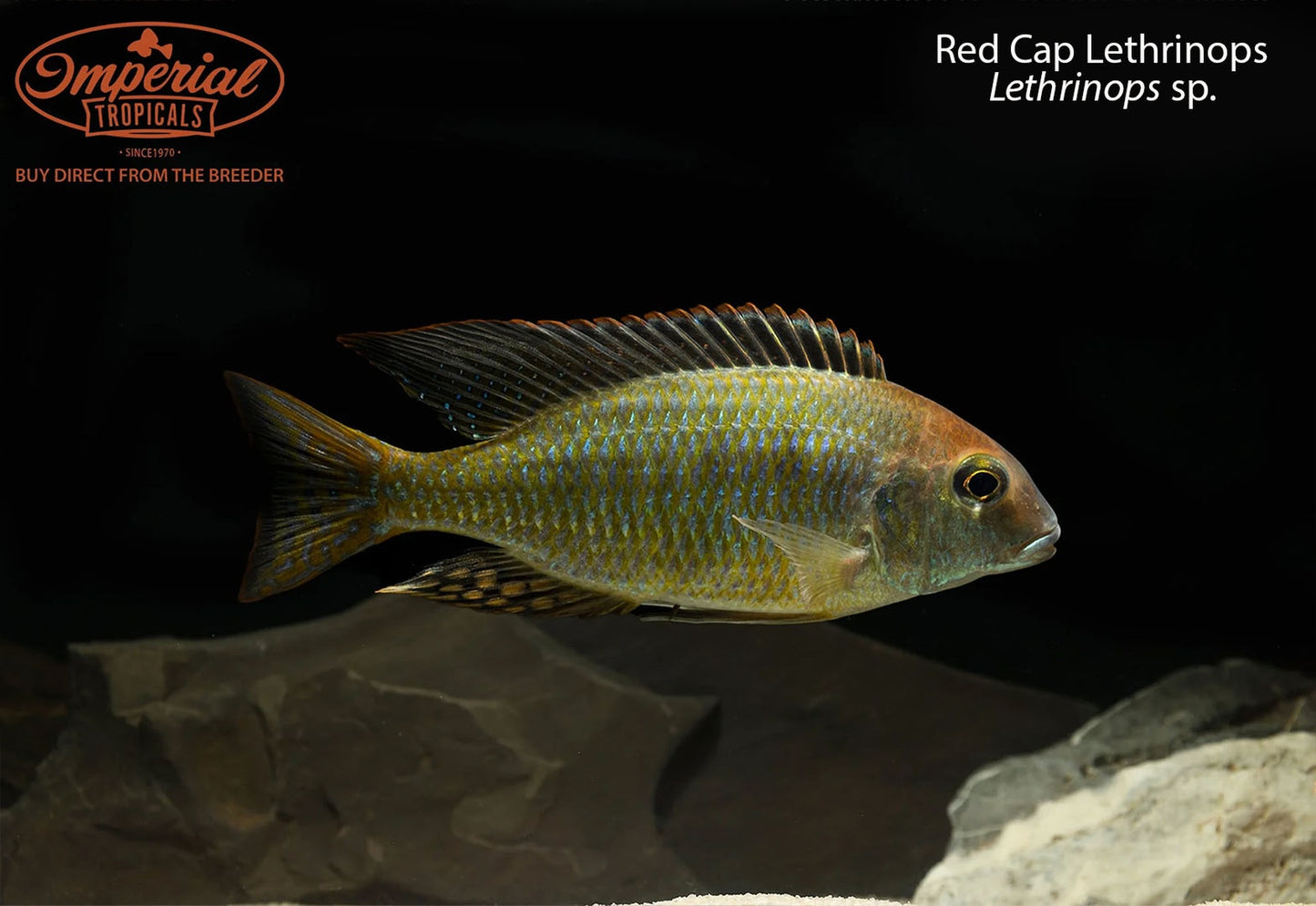 Red Cap Lethrinops