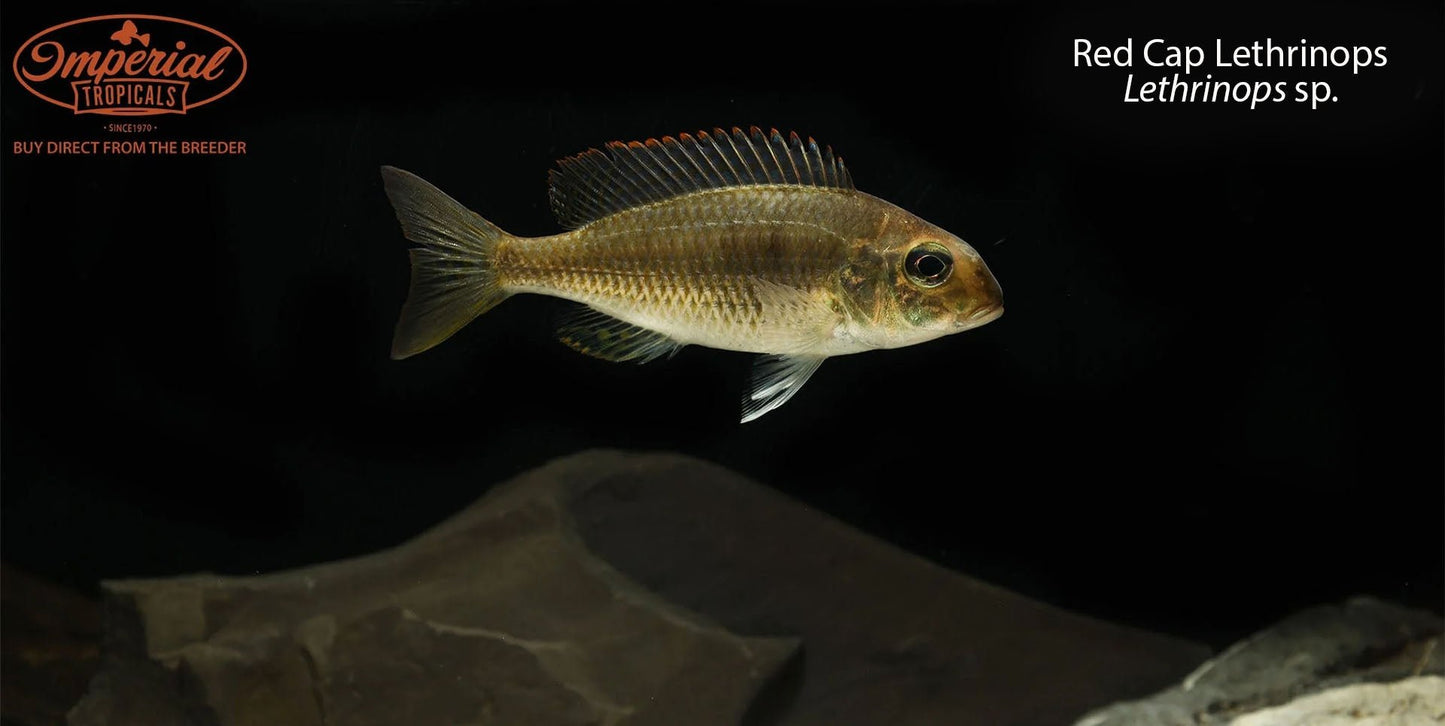 Red Cap Lethrinops