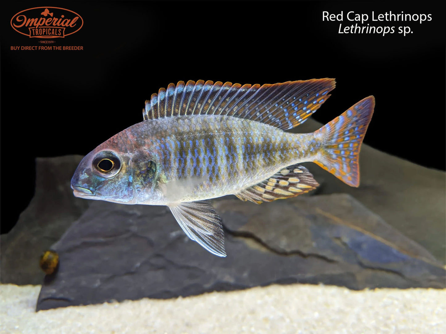 Red Cap Lethrinops