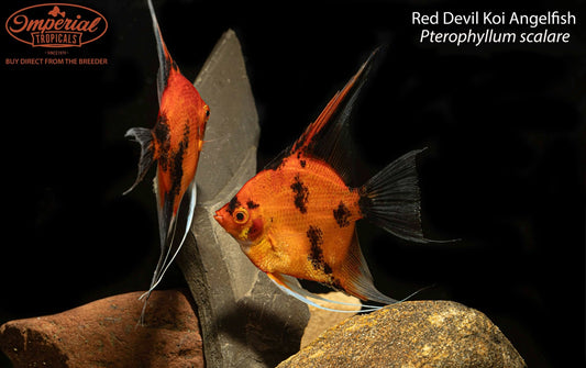 Red Devil Koi Angelfish (Pterophyllum scalare)