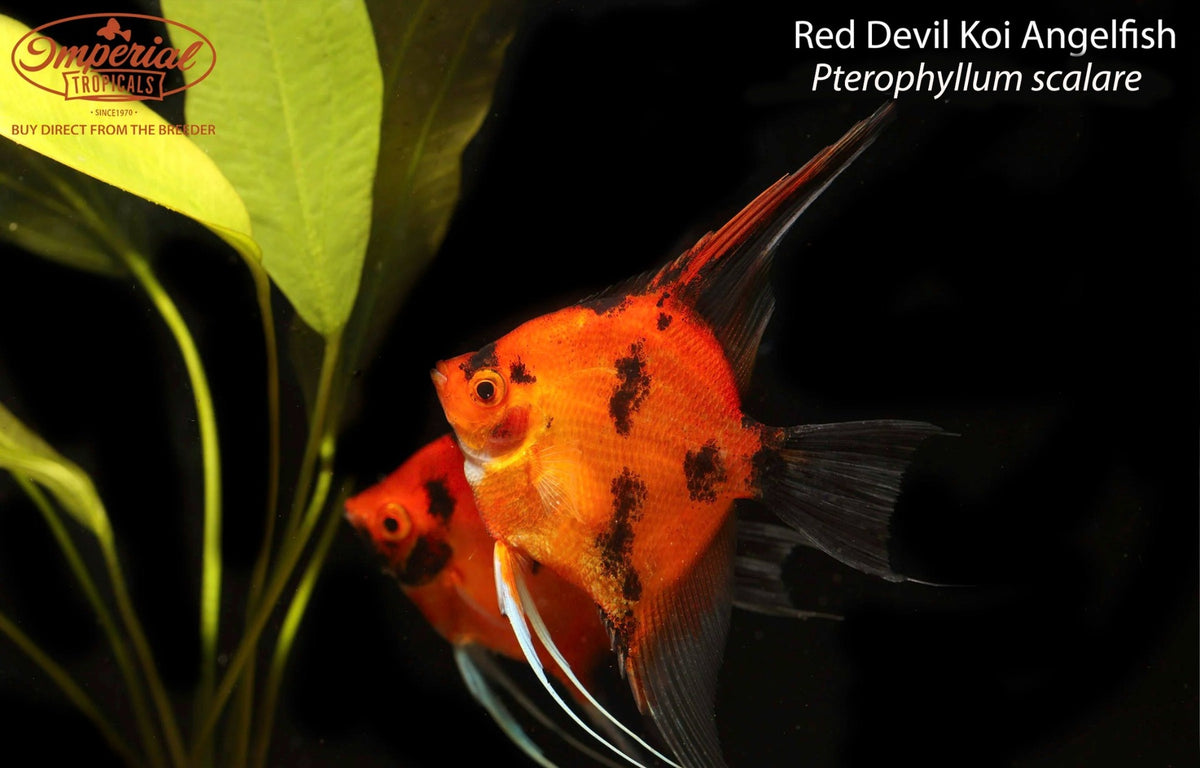 Red Devil Koi Angelfish (Pterophyllum scalare)