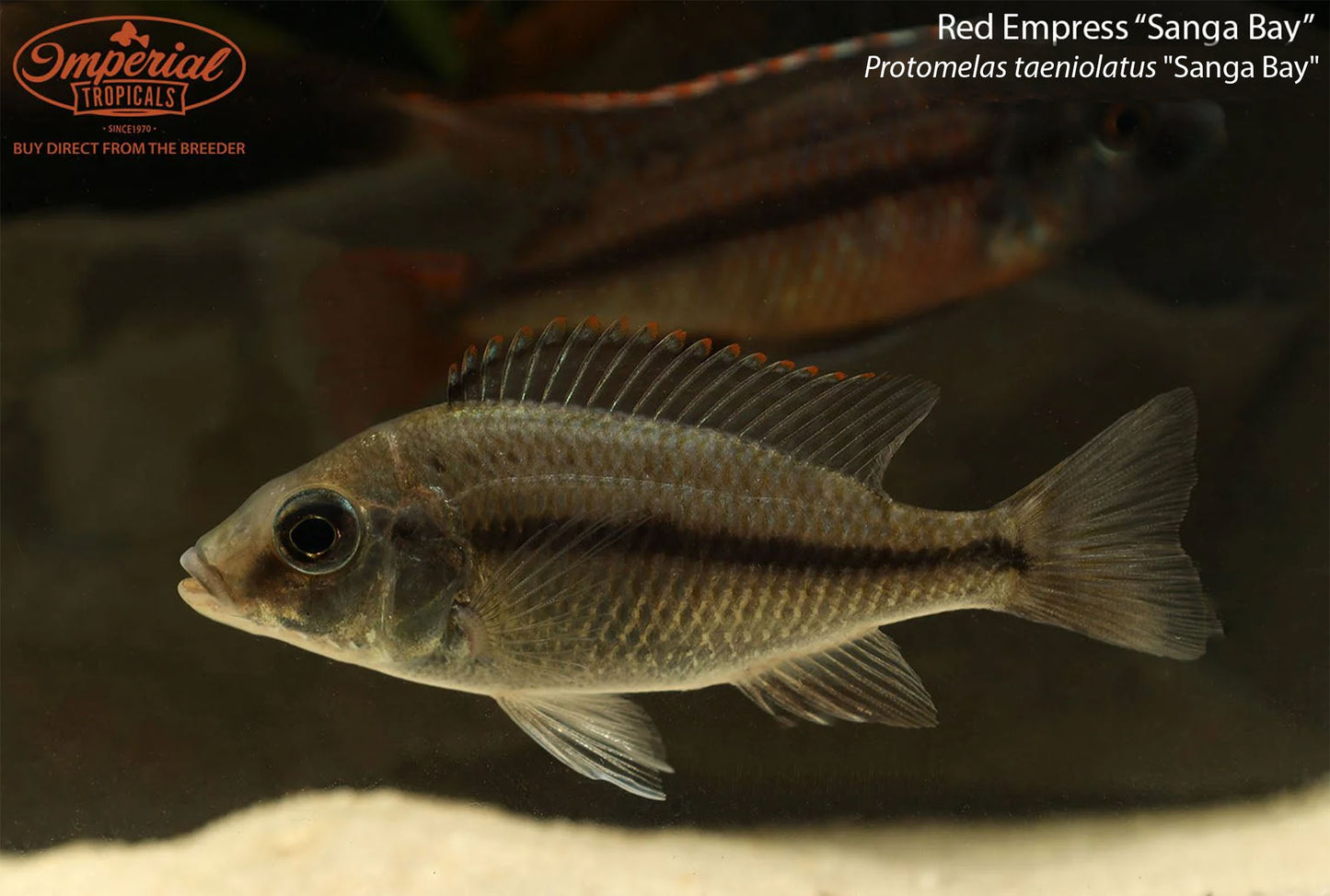 Red Empress  "Sanga Bay"