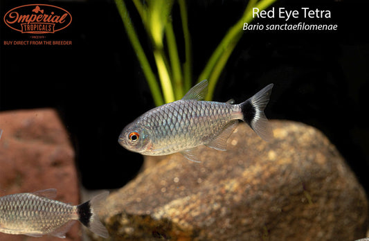 Red Eye Tetra