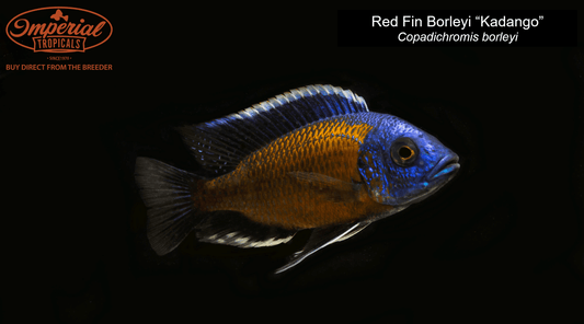 BOGO Red Fin Borleyi "Kadango"