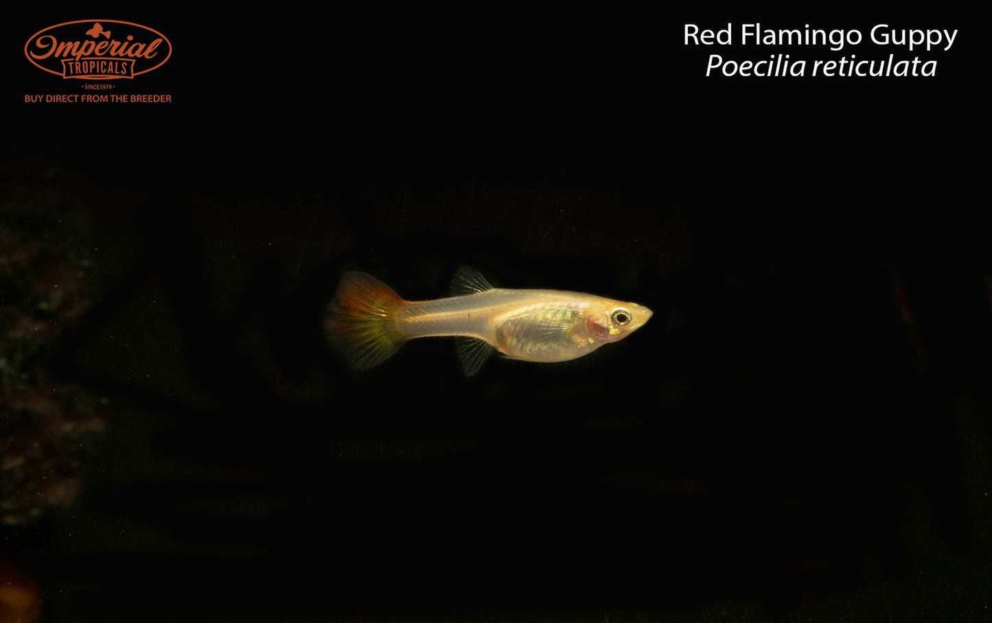 Red Flamingo Guppy (Poecilia reticulata)