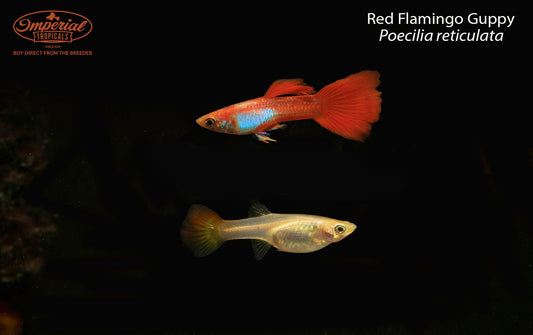 Red Flamingo Guppy (Poecilia reticulata)