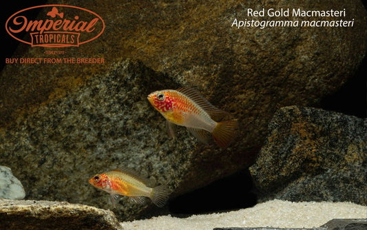 Red Gold Macmasteri