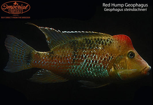 Red Hump Geophagus