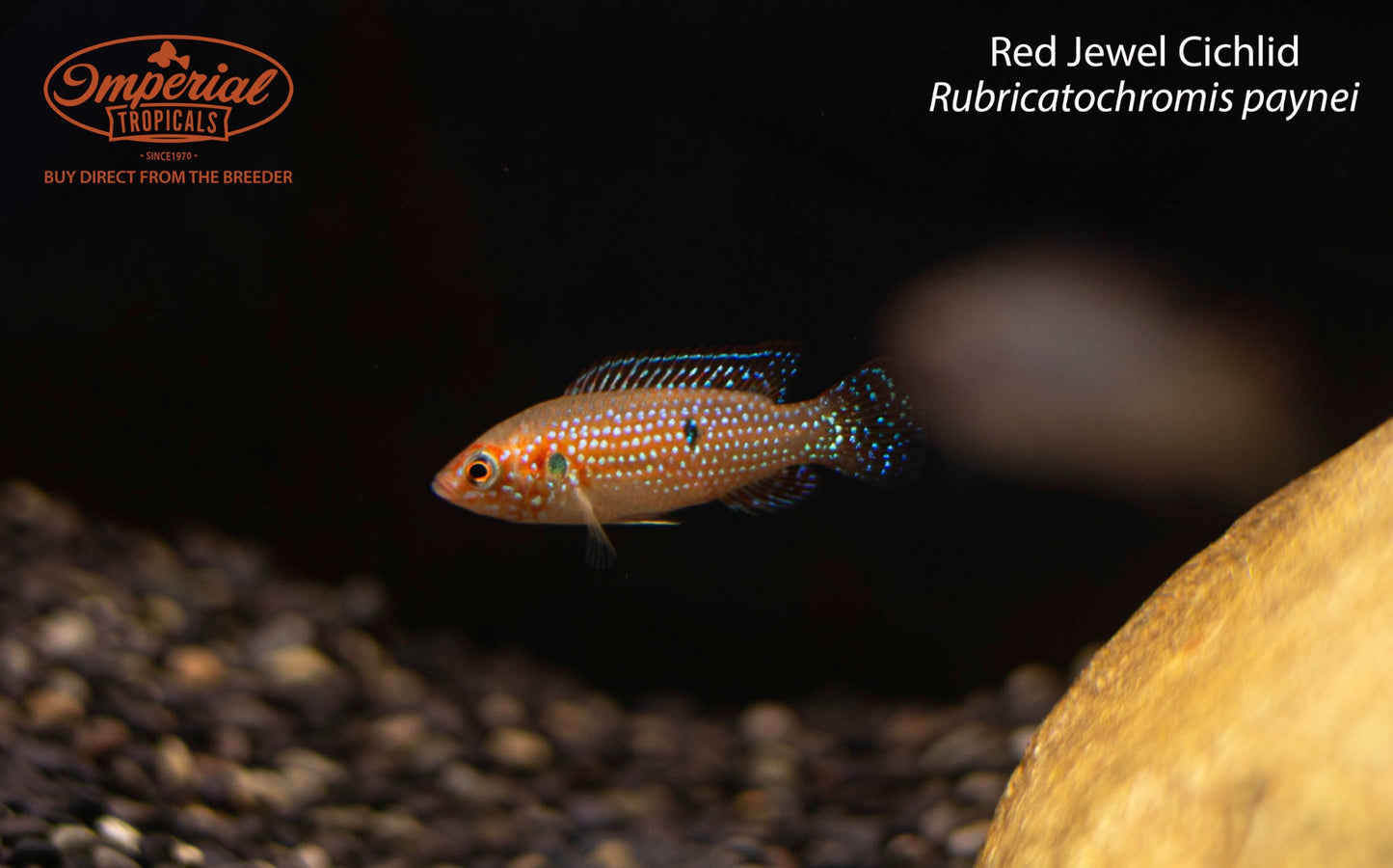 Red Jewel Cichlid (Rubricatochromis paynei)