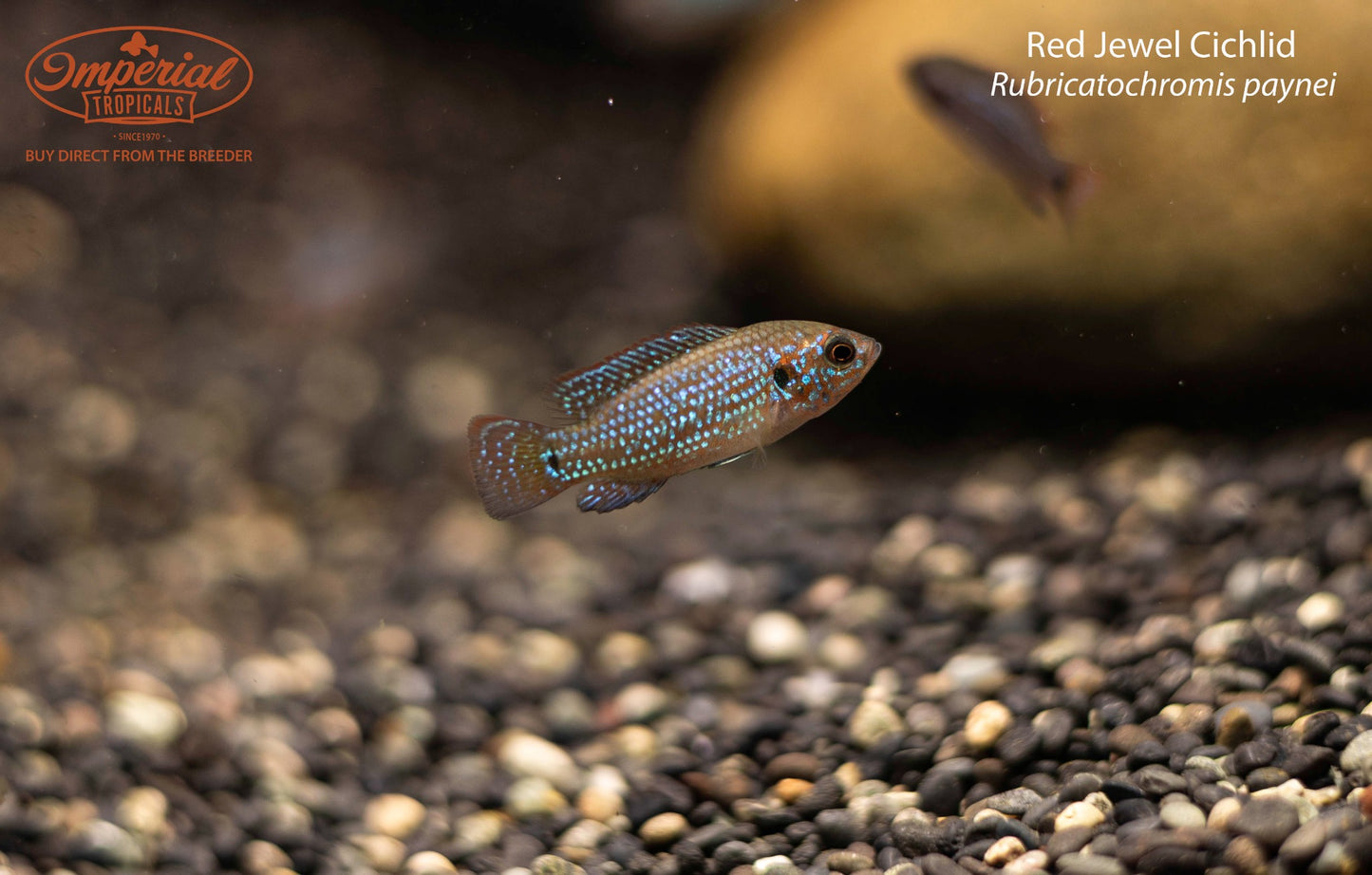Red Jewel Cichlid (Rubricatochromis paynei)
