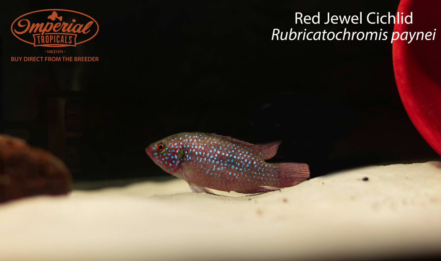 Red Jewel Cichlid (Rubricatochromis paynei)