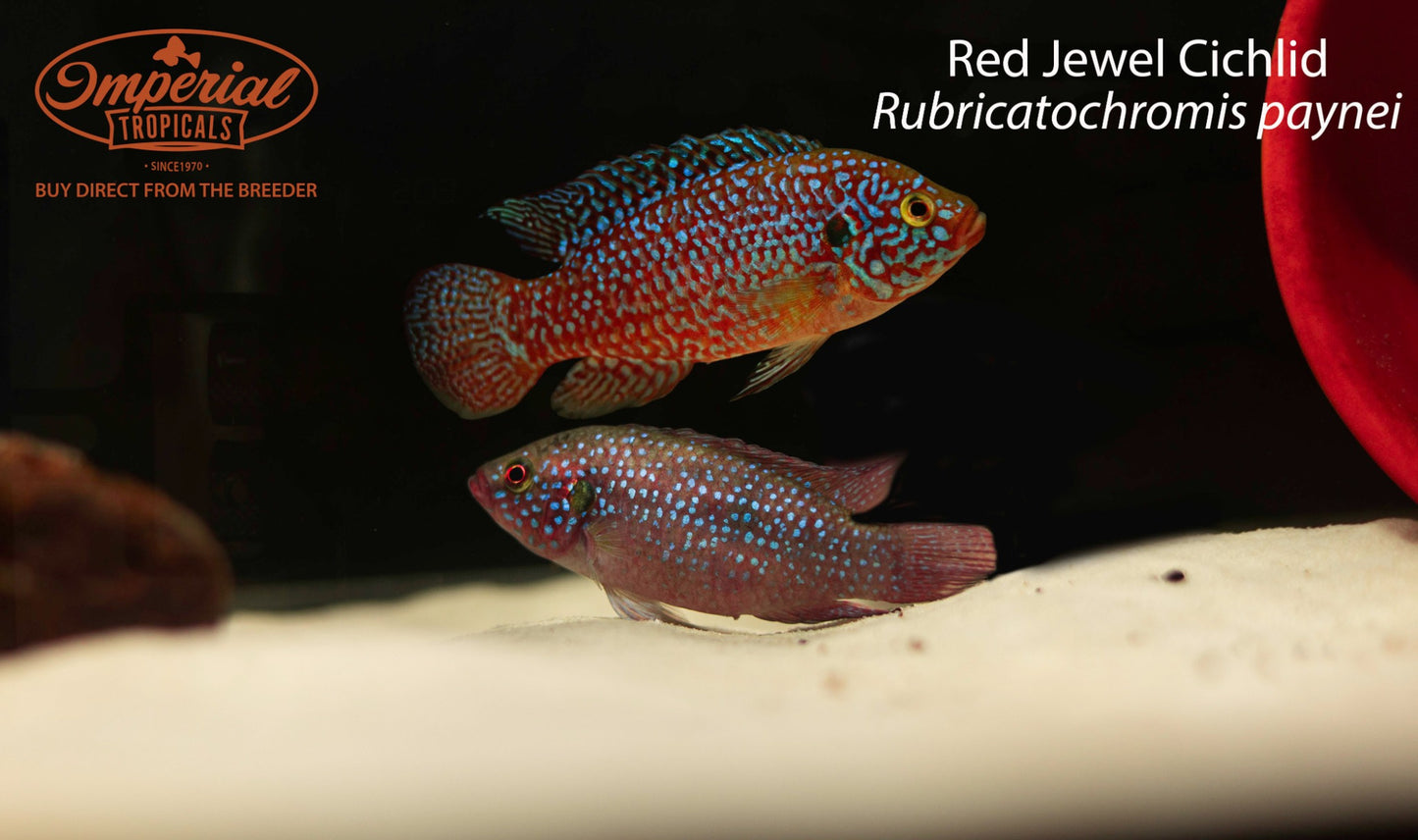 Red Jewel Cichlid (Rubricatochromis paynei)