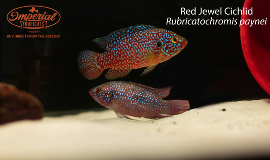 Red Jewel Cichlid (Rubricatochromis paynei)