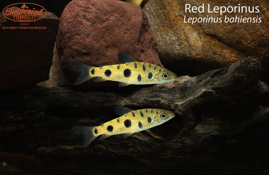 Red Leporinus